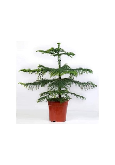 Arokarya Çamı Salon Çamı 80 Cm 2 Adet