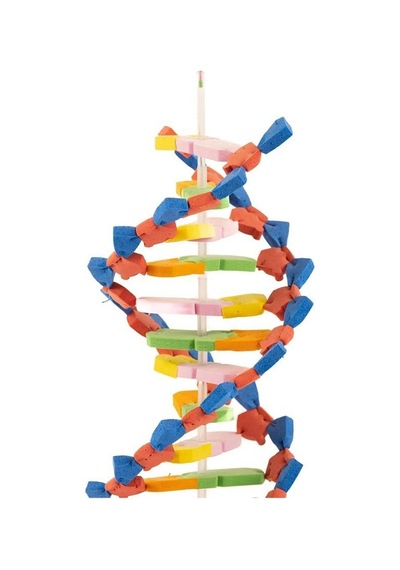 Dna Modeli 1 Paket Evadan Dna Yapım Seti Dna Saemalı Deney Yapım Seti Okul Materyali