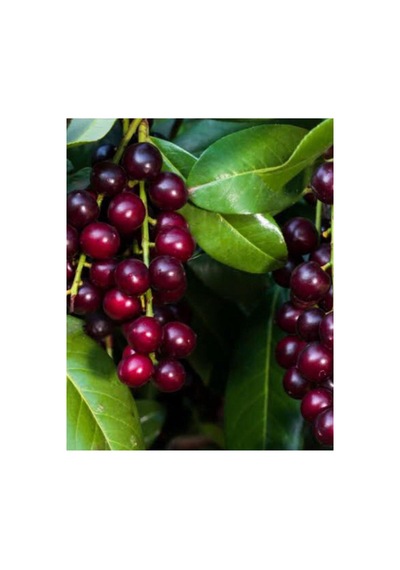 Karayemiş -tafnal Tuzlaması 1 Kg
