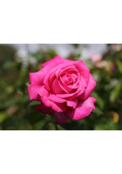 Saksıda Koyu Pembe Gül Fidanı