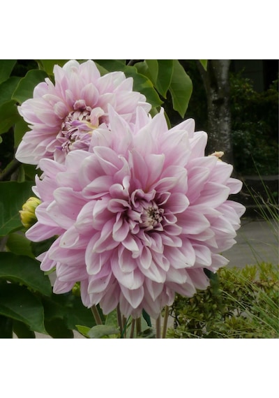 Özel Renk Dahlia Lavender Perfection Yıldız Çiçeği Yumrusu (1 adet)