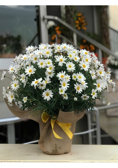Hediye Paketli Beyaz Renk Çeşme Papatyası Özel Gün Çiçeği 20-40cm Saksılı