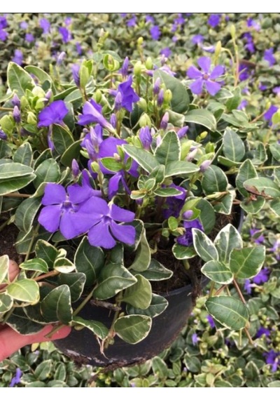 Beyaz Alaca Yapraklı Vinca Major Variegata Cezayir Menekşesi 20-40cm
