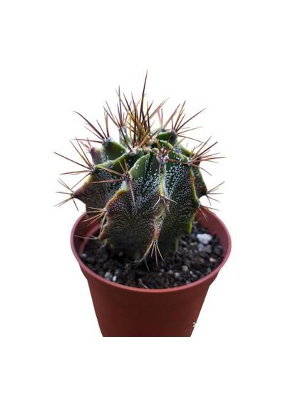 Özel Tür Astro Kaktüs Astrophytum Ornatum 8,5 Cm Lik Saksıda