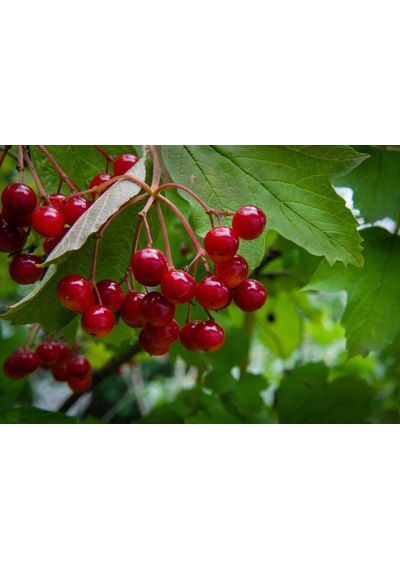 Viburnum Opulus Yaz Kartopu Bitkisi 5 Adet