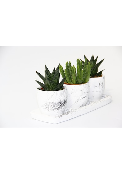 Trio Beyaz Sukulent Seti - Haworthia. Crassula Huernia Angolensis