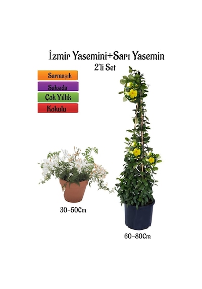 Yoğun Kokulu İzmir Yasemini+sarı Yasemin Fidanı 2'li Bahçe Bitki Seti