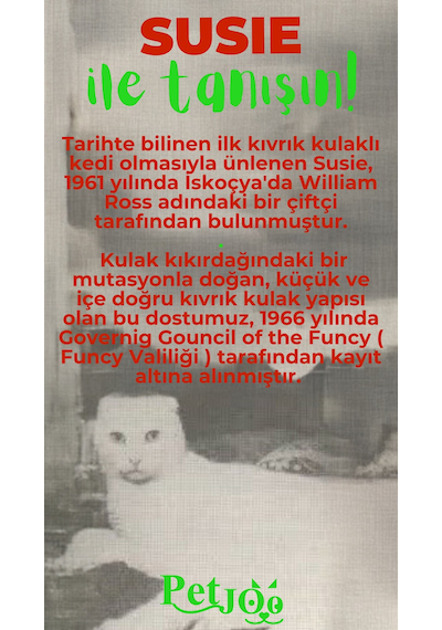 Petjoo 3.Susie Yeşil-Kırmızı Qr'lı Kedi Künyesi