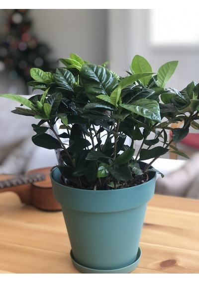 Gardenia - Gardenya N11.4698