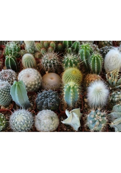 10 Adet Premium Kaktüs Species Mix Tohumu