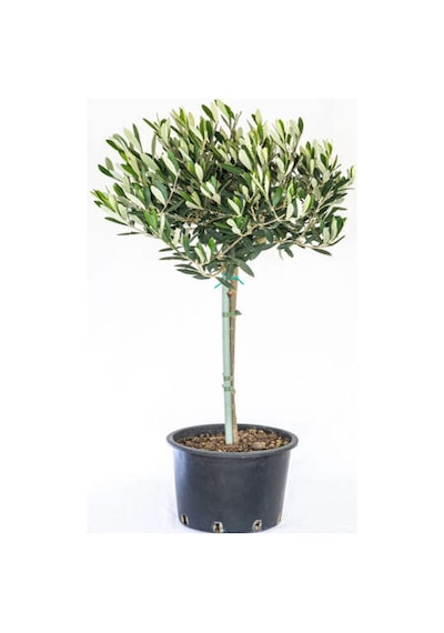 Bodur Zeytin 60 Cm 80 Cm