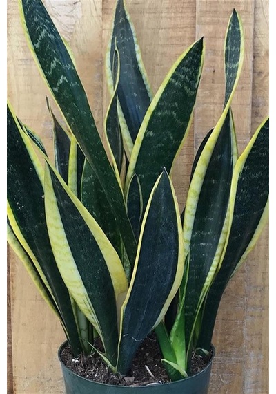 Paşa Kılıcı Peygamber Kılıcı Sansevieria