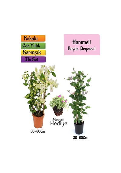 Beyaz Begonvil+kokulu Hanıme Çiçeği+mezem Çiçeği 3'lü Peyzaj Seti