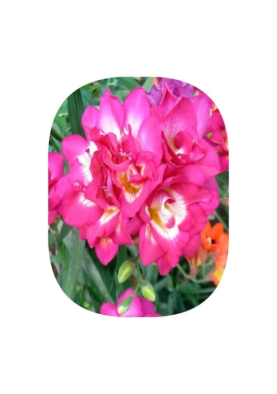 100 Adet Pembe Frezya Freesia Çiçeği Soğanı Katmerli Mis Kokulu
