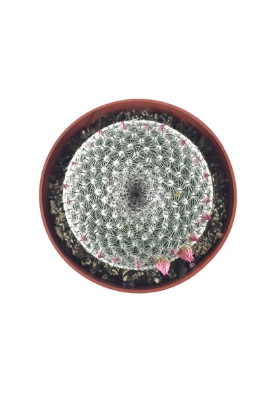 Mammillaria Perbella (Kaktüs) Ø8,5 CM Y10-15 CM