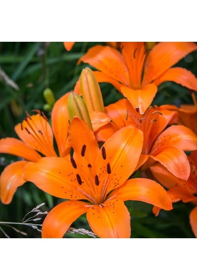 Orange Pixie Lilium Zambak Çiçeği Soğanı 2 Adet