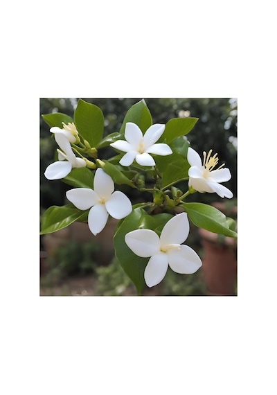 Rhyncospermum Jasminoides Star Arap Yasemini Fidanı 10-20 Cm