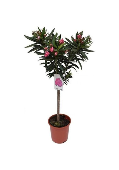 Videolu Pembe Zakkum Çiçeği Fidanı Dış Mekan Bitkisi 60-150cm Saksılı Pink Oleander Flower