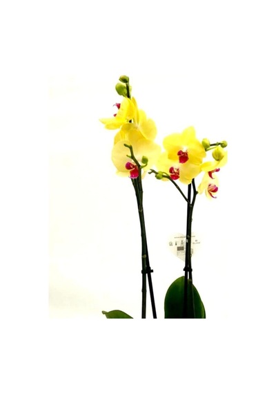 Orkide Çift Dallı Orkide 60-80cm Arası Boyunda Sarı Göbeği Pembe - 119894343