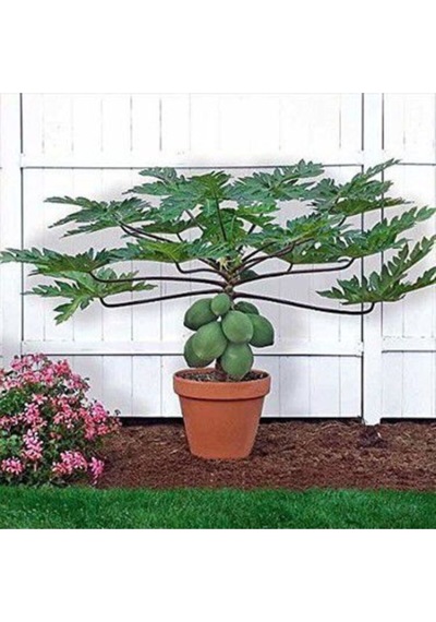 Ithal Tropikal Saksılık Papaya Tohumu Ekim Seti Bodur Papaya 3 Tohum Saksı Toprak Kombin