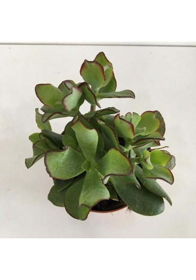 Orta Boy Crassula Ovata Para Çiçeği 10-20 Cm