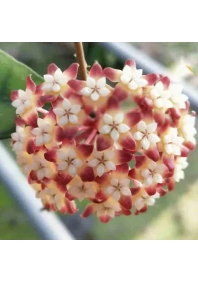 Şarap Kırmızısı Yıldız Mum Çiçeği Hoya Carnosa 'rubra Stellata'