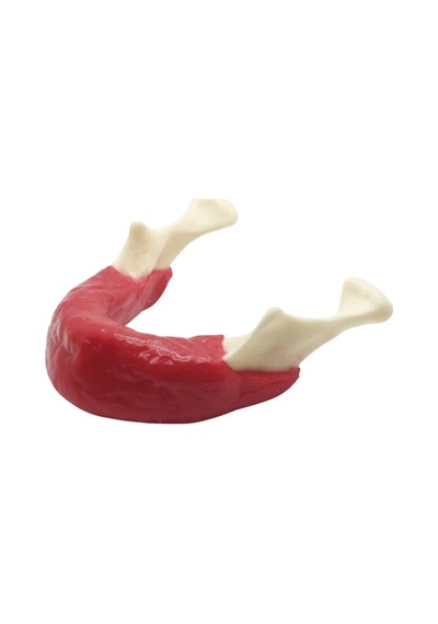 Diş Hekimliği Öğrenci Eğitim Modeli - Alt Çene Mandibula İmplant Çalışma Seti