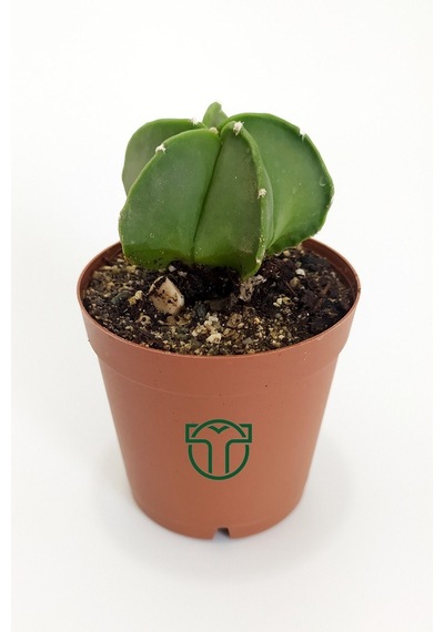Astrophytum Myriostigma Özel Tür Kaktüs 5.5 CM