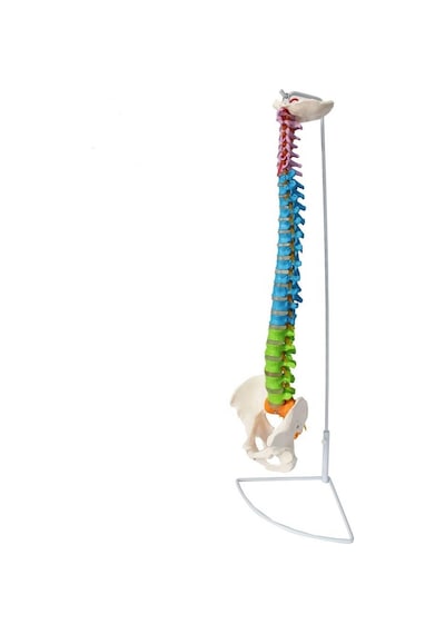 Omurga Maketi 85 cm Model 18