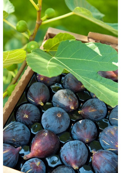 Sağlıklı Ve Lezzetli Mor İncir Fidanı Ficus Carica - 1-2 Yaşınd