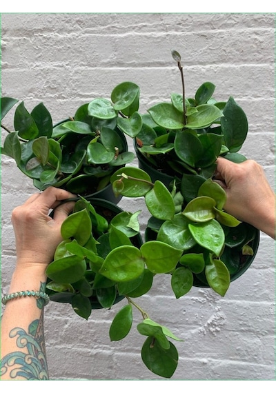Mum Çiçeği Hoya Carnosa 8.5 Saksıda