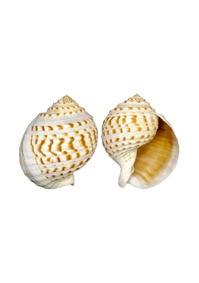 Tuna Tessellata 10-13 Cm