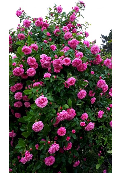 Pembe Isparta Sarmaşık Gül Fidanı 80-100+ Cm