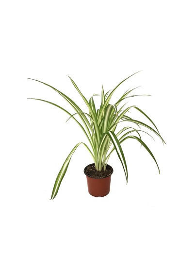 Chlorophytum Comosum (Kurdele Çiçeği) Ø12 CM Y20-25 CM Chlorophytum Comosum (Kurdele Çiçeği) Ø12 CM Y20-25 CM