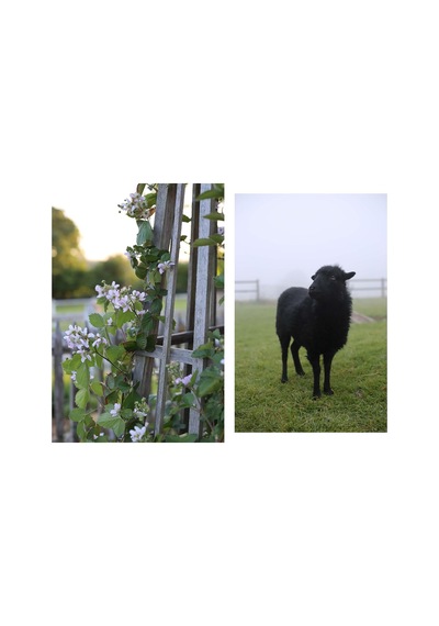 French Kitchen Lessons: Recipes & Stories From Normandy's Rabbit Hill Farm
