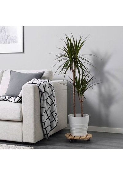 Ikea Dracaena Margınata Canlı Bitki, Yeşil, 19 Cm, 2 Dal Dragon Ağacı