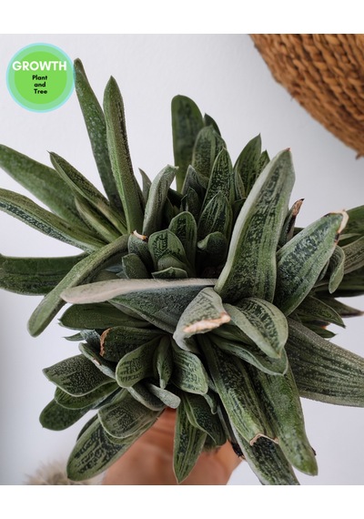 Little Warty Group 1 Adet