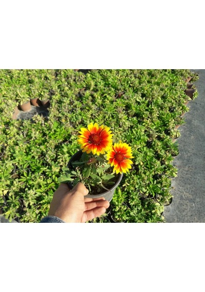Gayret Çiçeği 10 Adet 'Gaillardia Grandiflora'