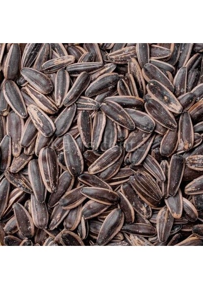 Kayısıcenter Toptan Siyah Ayçekirdeği Tuzlu 10 KG