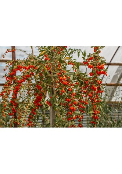 3 Adet Goji Berry Nq7 Fidanı Tüplü Aşılı ..12 Aydikim .