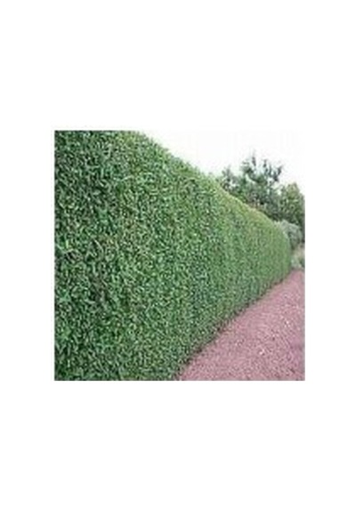 Ligustrum Fidanı 10-20 Cm