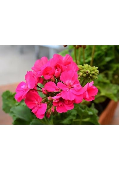 Alacalı Pembe Sakız Sardunya Fidanı 10-20 Cm