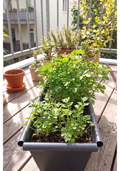 Metal Dikdörtgen Balkon Saksılığı - 53 Cm Paslanmaz Galvaniz Dekoratif Yatay Çiçeklik Antrasit