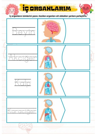 Vücudumuzu Tanıyalım Yaz - Sil Kitabı