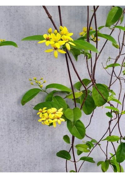 Videolu Yasemin Çiçekli Kokulu Sarı Renkli 50 80 Cm 1 Adet Dış Mekan Bitkisi Jasminum Fruticans