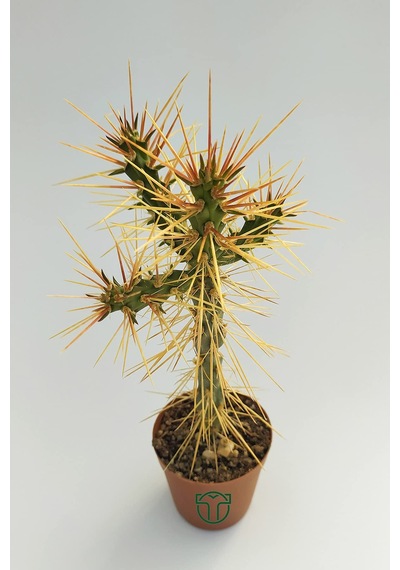 Euro Flora Cylindropuntia Whipplei Kaktüs 5.5 Cm Saksıda Sku: Smgstk13fa121be6