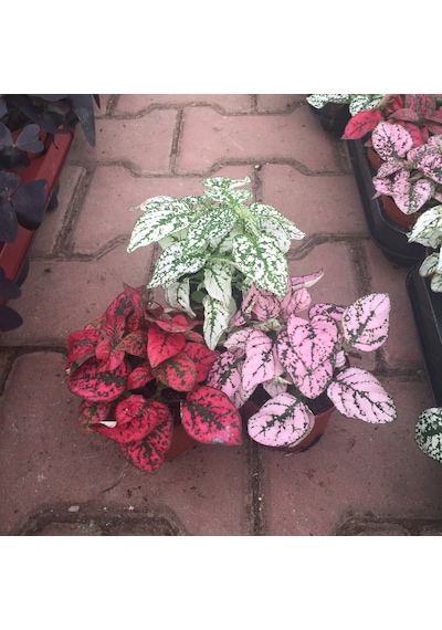 Hypoestes 3'lü Set (Hostes Çiçeği)  Ø8,5 CM 10-15 CM