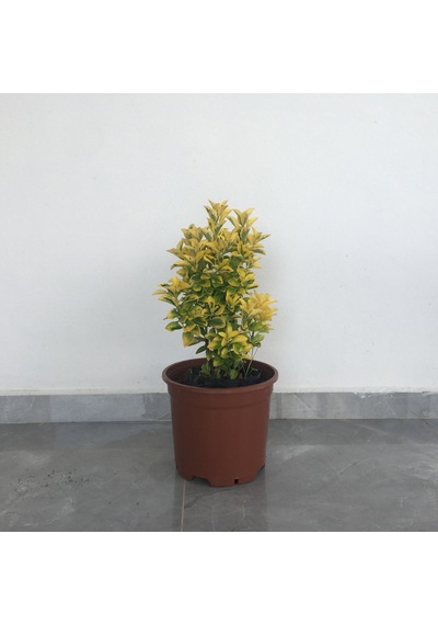 Tüplü Gold Taflan Çiçeği Boy 35-55Cm