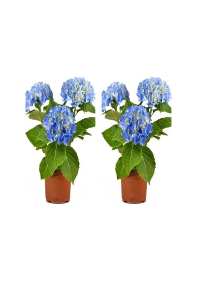 2 Adet Mavi Çiçekli Ortanca Fidanı 30-55 Cm Tüplü Çiçekli Bodur Bitkiler Blue Hydrangea