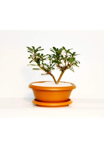 Bonsai Pitosporum Yıldız Çalısı - 7 Yaşında Kiremit Saksı